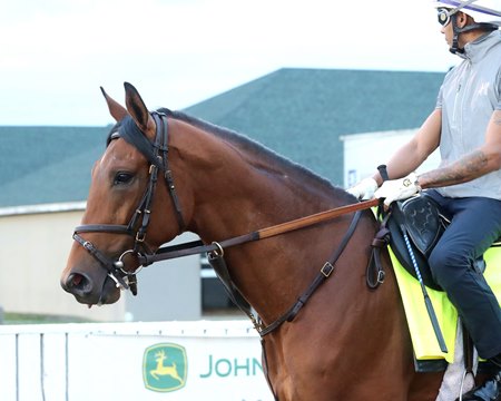 Ottinho will stand the 2027 breeding season at Three Chimneys