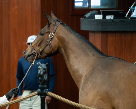 The Early Voting filly consigned as Hip 1037 in the ring at the OBS Spring Sale