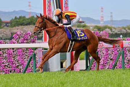 Star Anise wins the Oka Sho at Hanshin Racecourse