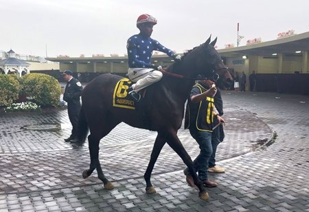 Pashmina exits the paddock at Aqueduct Racetrack