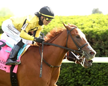 Reb Five - Horse Profile - BloodHorse