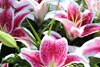 Kentucky Oaks Draw - Churchill Downs - 042526