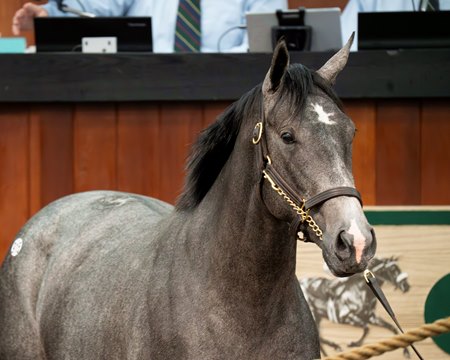 The Liam's Map filly consigned as Hip 915 in the ring at the OBS Spring Sale