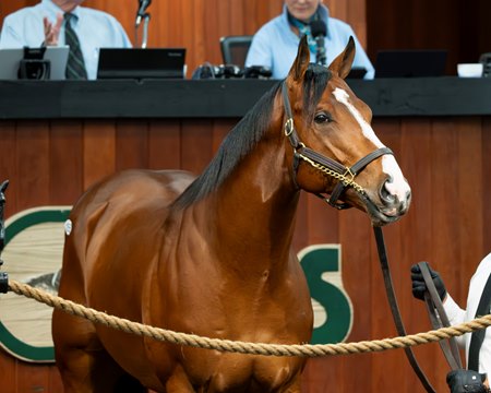 The Flightline colt consigned as Hip 1056 brings a record $10.5 million during the OBS Spring Sale
