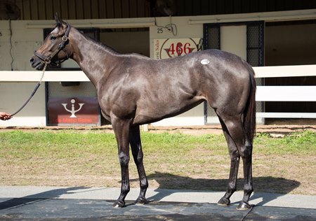 Hip 1112, a Yaupon filly consigned by Julie Davies, at the OBS Spring Sale