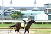 Chief Wallabee - Work - Churchill Downs - 042026