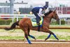 Potente at Churchill Downs, Louisville, KY on
on April 25th, 2026 
