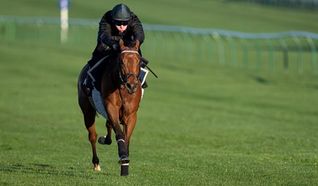 Bow Echo gallops on the Rowley Mile at Newmarket Racecourse