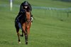 Bow Echo' and Billy Loughnane  gallop on the Rowley Mile
Newmarket 14.4.26 Pic: Edward Whitaker