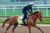 The Puma
Training at Churchill Downs on April 24, 2026. 