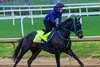 Danon Bourbon
Training at Churchill Downs on April 26, 2026. 