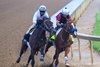 Right to Party, inside, works with his work mate. 
Training at Churchill Downs on April 24, 2026. 