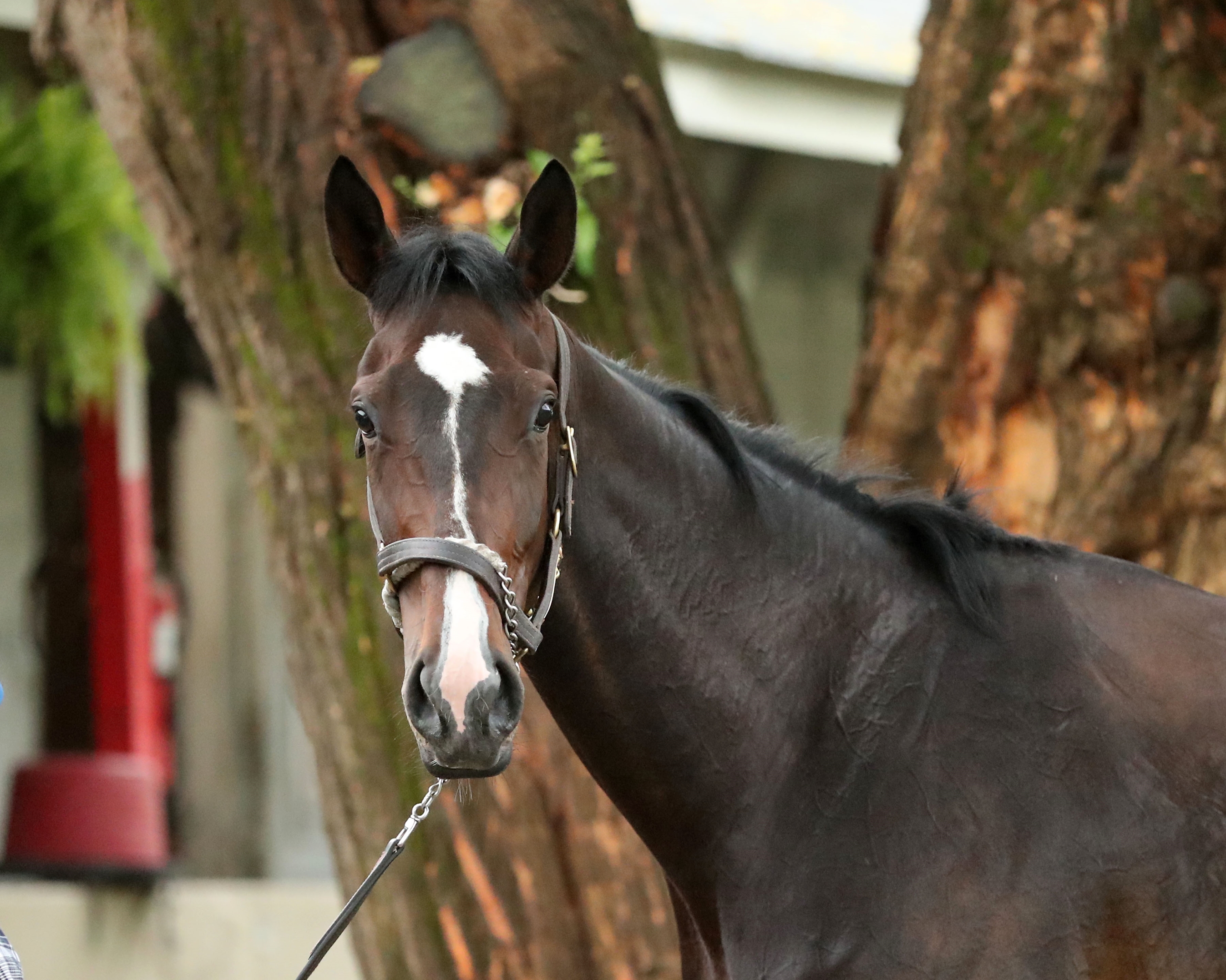 Resist - Horse Profile - BloodHorse