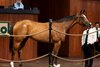 Hip 840, 2026 OBS Spring 2YO in Training Sale