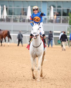 White Abarrio after winning the Oaklawn Handicap at Oaklawn Park