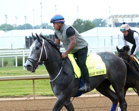 John Battaglia Memorial Stakes winner Great White, on the track at Churchill Downs, is entered in this year's Kentucky Derby, where he's an also-eligible