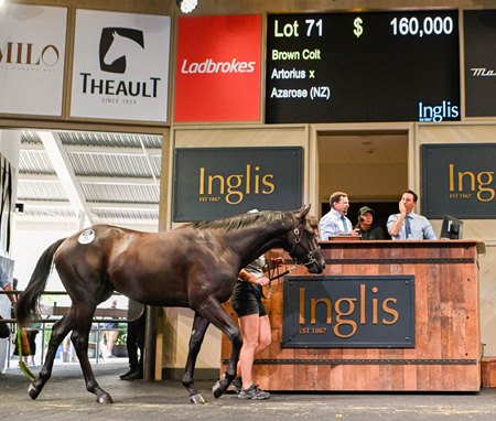 The Artorius colt, cataloged as Lot 71, in the ring at the Inglis HTBA Yearling Sale