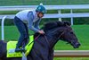 Albus
Training at Churchill Downs on April 26, 2026. 