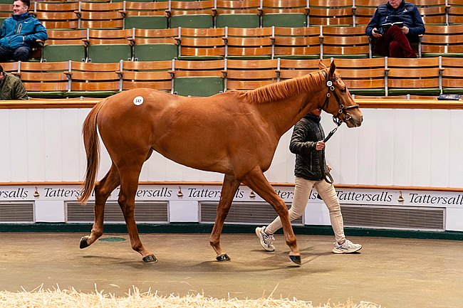 Image for Starspangledbanner Filly Tops Craven Sale at 900,000gns