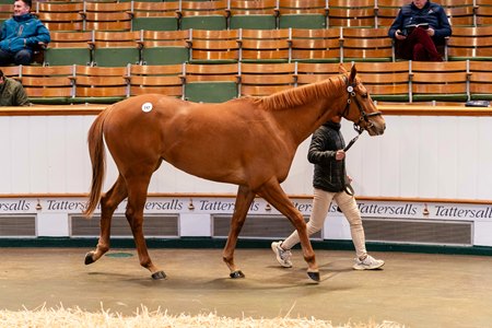 The Starspangledbanner filly consigned as Lot 147 in the ring at the Tattersalls Craven Sale
