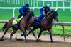 Potente working with work mate. 
Training at Churchill Downs on April 26, 2026. 