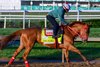 The Puma
Training at Churchill Downs in Louisville, Ky.,  on April 30, 2026. 