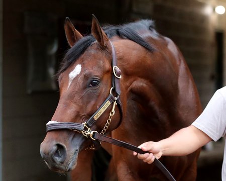 Silent Tactic at Churchill Downs