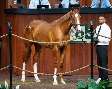 The Cyberknife colt, consigned as Hip 576 in the ring at the OBS Spring Sale