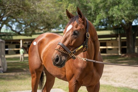 Hip 701, a daughter of Justify, at the OBS Spring Sale
