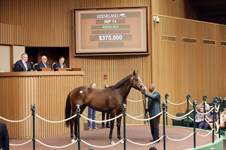 General Graham consigned as Hip 14 in the ring at the Keeneland April HORA Sale