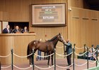 Hip 14, General Graham, Scenics, HORA Sale, 2026 Keeneland Spring Meet