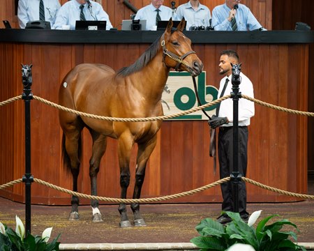 Hip 570, a filly by Jackie's Warrior, sells for $2.3 million at the OBS Spring Sale
