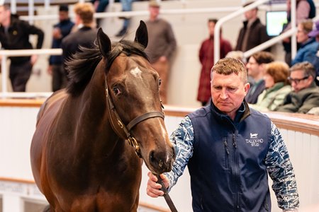 A colt by Palace Pier was lot 44 at the Tattersalls Craven Breeze-Up Sale