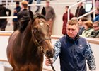 Lot 44  Palace Pier (GB) / Majmu (AUS) B.C. (GB) Tally-Ho Stud, IrelandBlandford Bloodstock450,000 Tattersalls Craven Breeze Up Sale 14/04/2026