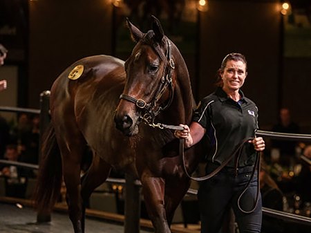 Tutta La Vita at the 2024 Inglis Chairman's Sale