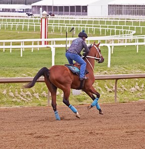 Preakness hopeful The Hell We Did exercises April 29 at Laurel Park