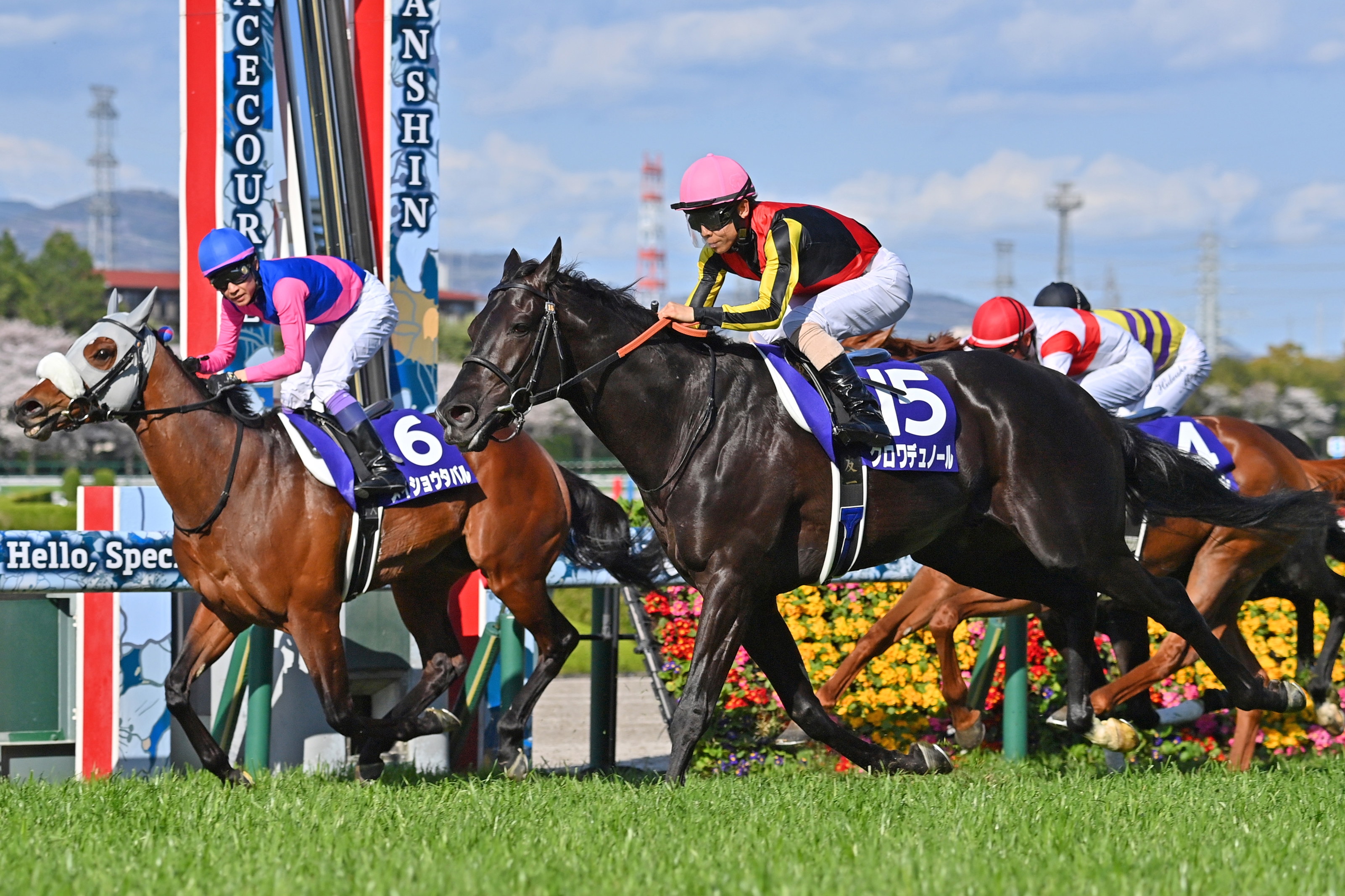 Croix du Nord (JPN) - Horse Profile - BloodHorse