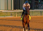 Silent Tactic after working. 
Training at Churchill Downs on April 23, 2026. 