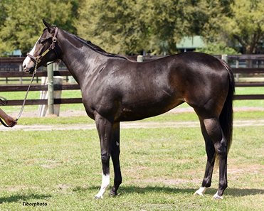 The Golden Pal filly, consigned as Hip 777 by Top Line Sales, agent