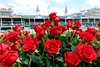 Roses on the infield of Churchill Downs on Derby Day May 5, 2012.  Photo by Skip Dickstein.