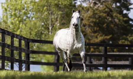 Frosted at Darley's Jonabell Farm