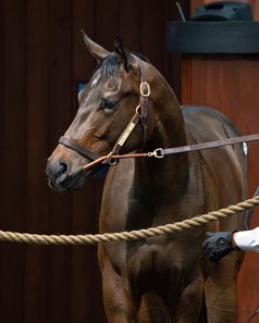 The Girvin filly consigned as Hip 1221 in the ring at the OBS Spring Sale