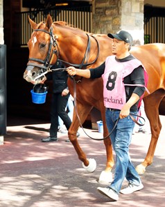 Reb Five - Horse Profile - BloodHorse