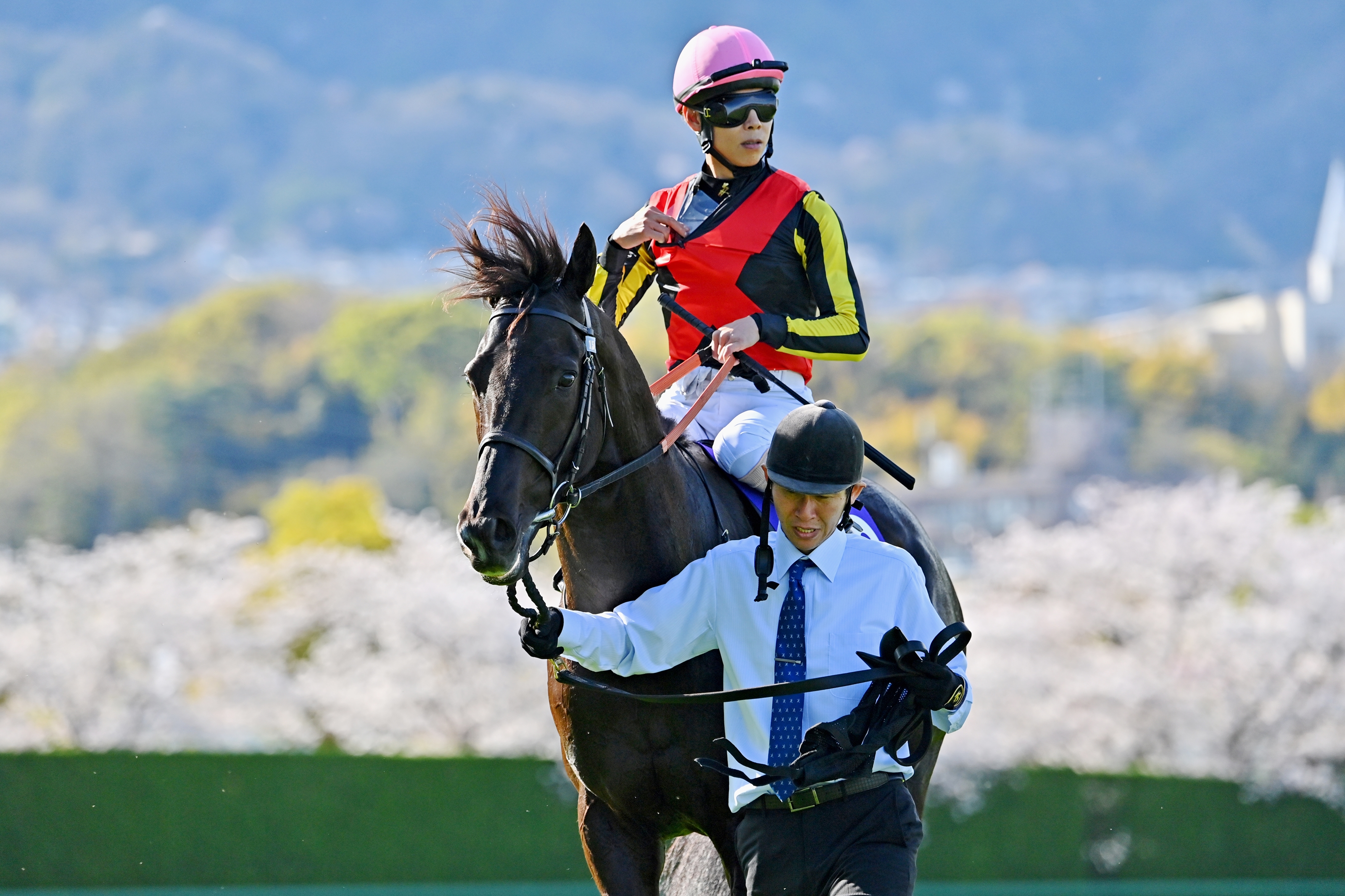 Croix du Nord (JPN) - Horse Profile - BloodHorse