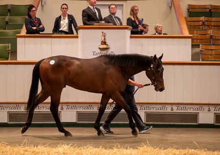 The Minzaal colt cataloged as Lot 355 in the ring at the Tattersalls Guineas Breeze Up Sale