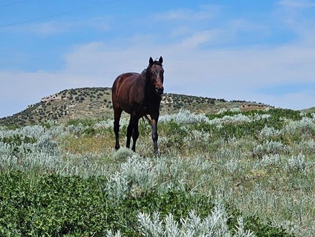 Trojan Nation at the Center for Racehorse Retraining