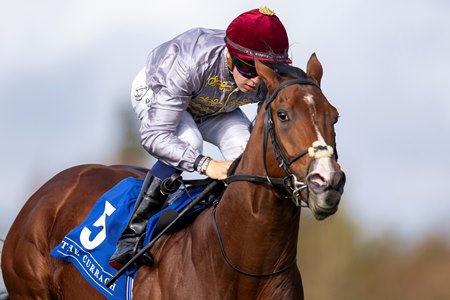 Saracen wins a maiden race at the Curragh