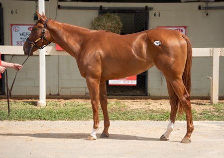 The Jackie's Warrior filly consigned as Hip 375 by Six K's Training & Sales to the OBS Spring Sale