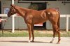 Hip 375, 2026 OBS Spring Two-Year-Olds in Training Sale