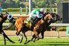 Marjoram and jockey Juan Hernandez, outside, outleg Light Won Up (Antonio Fresu), inside, to win the Grade III, $100,000 Senorita Stakes, Saturday, May 9, 2026 at Santa Anita Park, Arcadia CA.
© BENOIT PHOTO